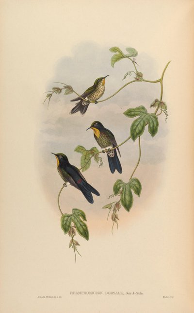 Ramphomicron dorsale von John Gould